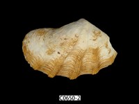 藏品(長硨磲蛤)的圖片